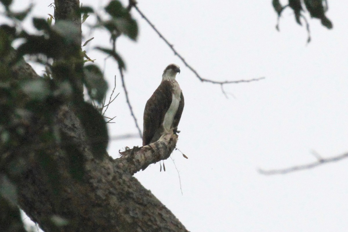 Osprey - Charles Davies