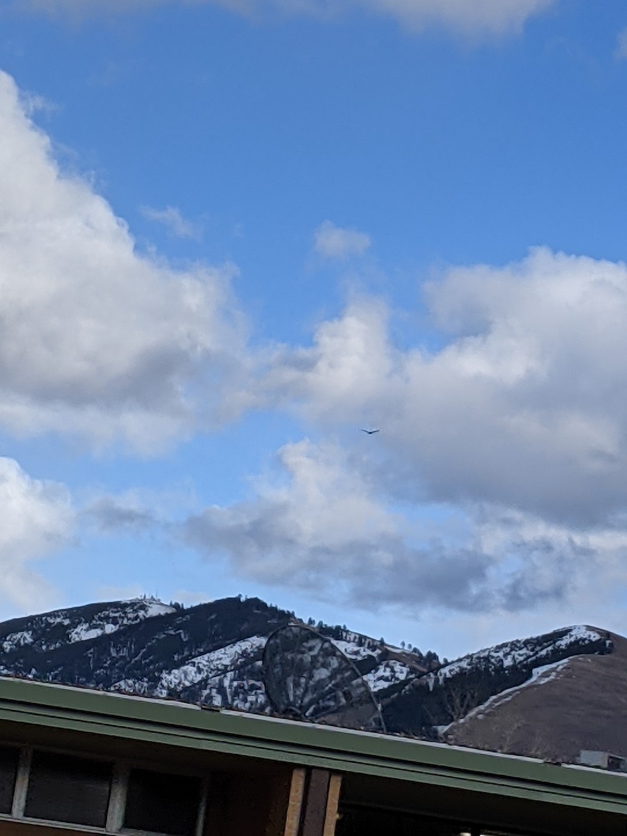 Turkey Vulture - ML318647541