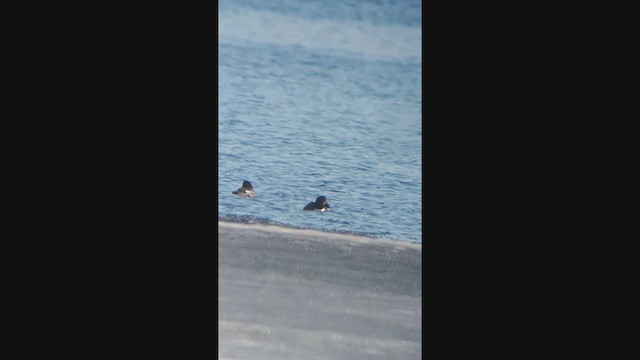 Barrow's Goldeneye - ML318647841