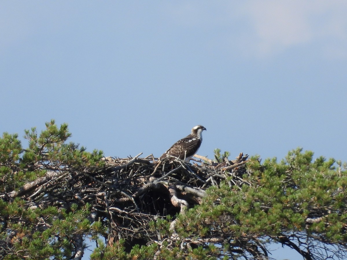 Águila Pescadora (haliaetus) - ML318647871