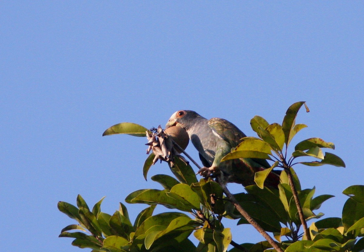 White-crowned Parrot - ML318648071