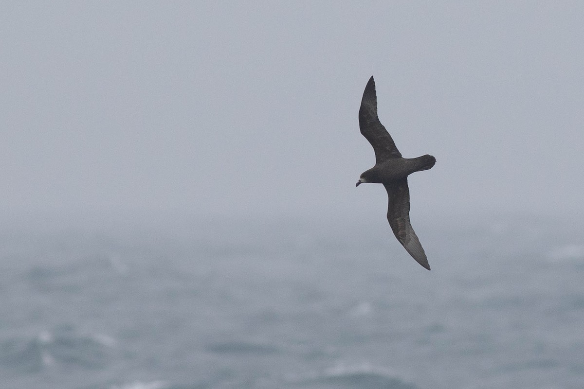 Gray-faced Petrel - ML318648681