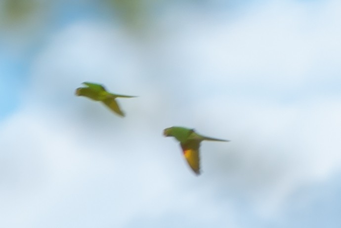 White-eyed Parakeet - ML318648831