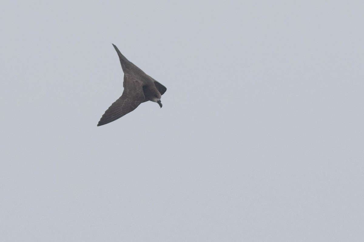 Gray-faced Petrel - ML318648911