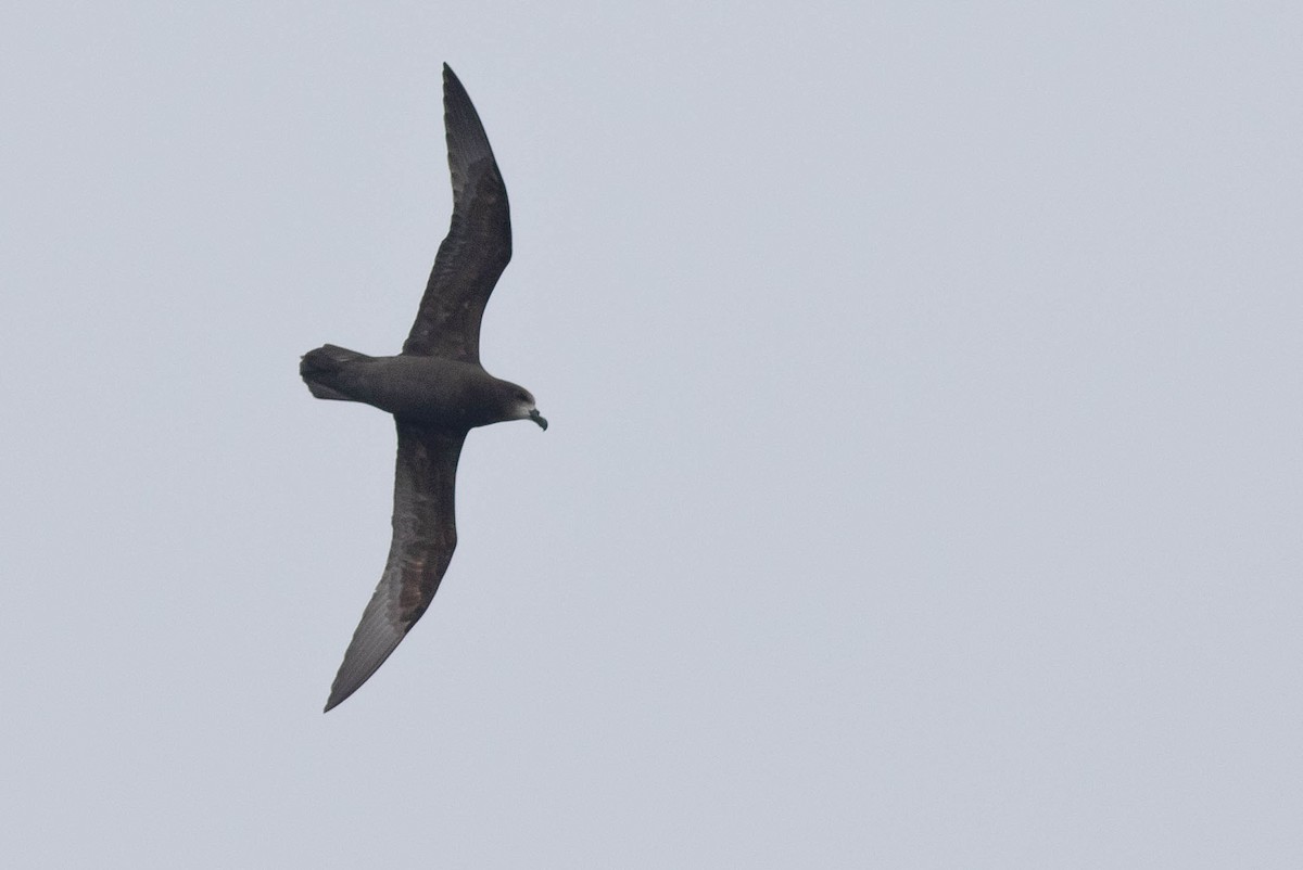 Gray-faced Petrel - Doug Gochfeld