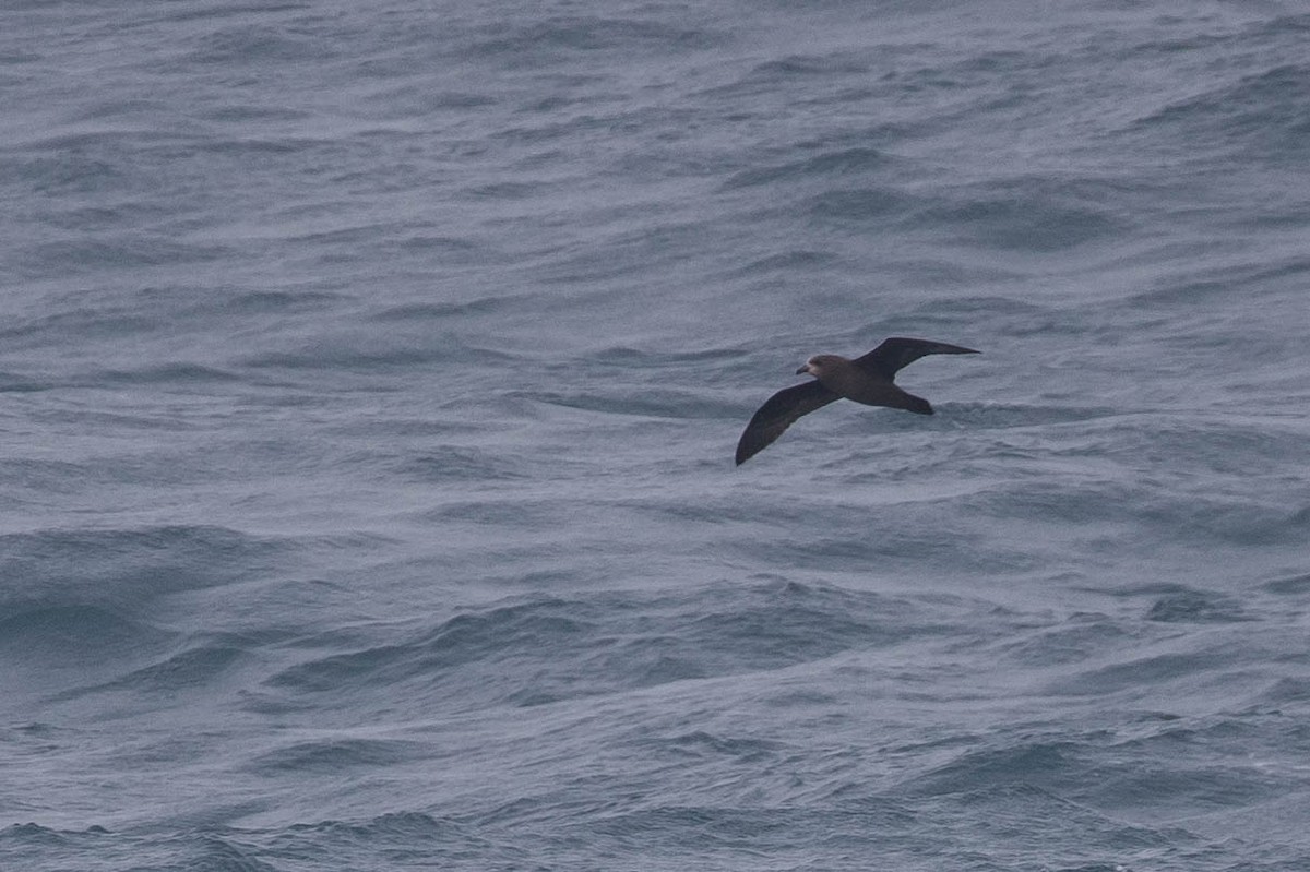 Gray-faced Petrel - ML318648991