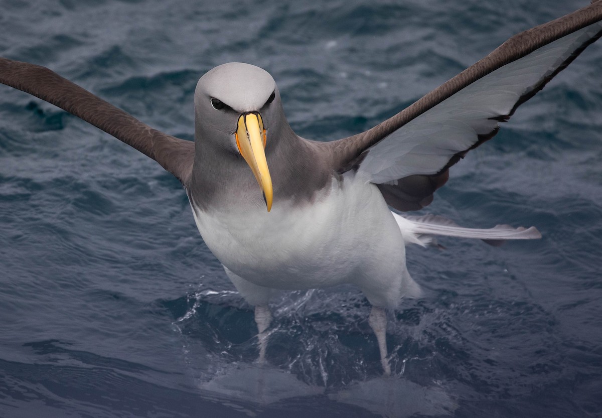 Chatham Albatross - ML318649601