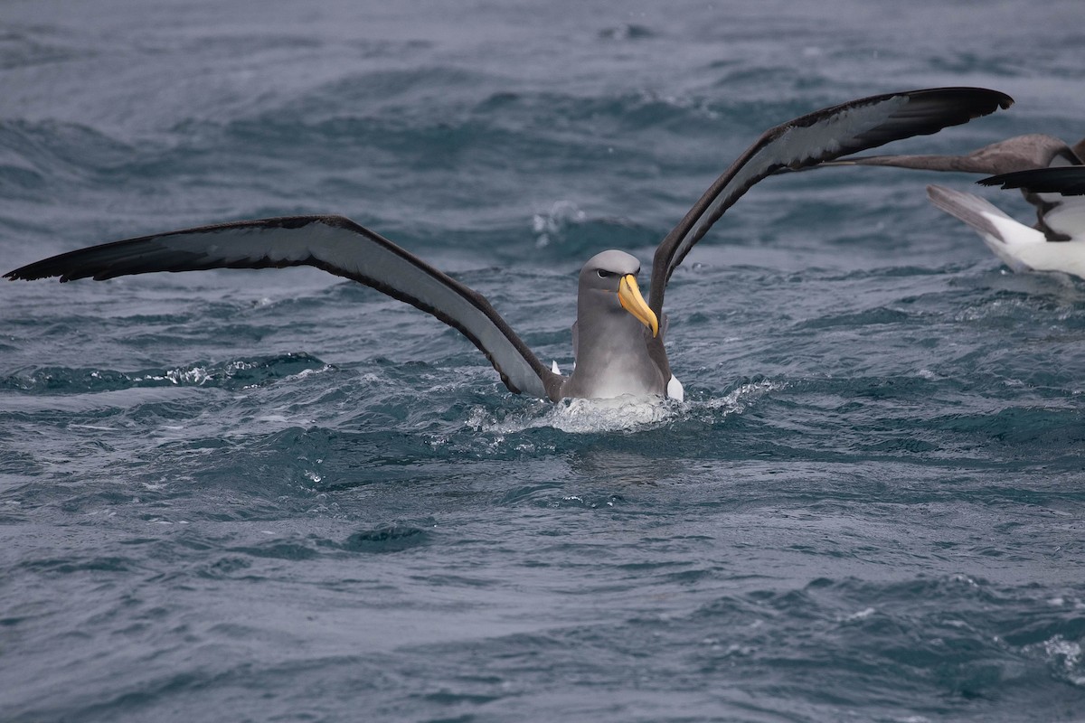 Chatham Albatross - ML318649631