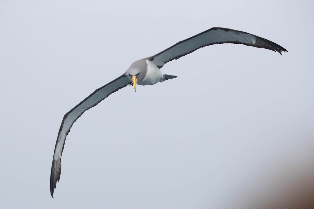 albatros chathamský - ML318649791