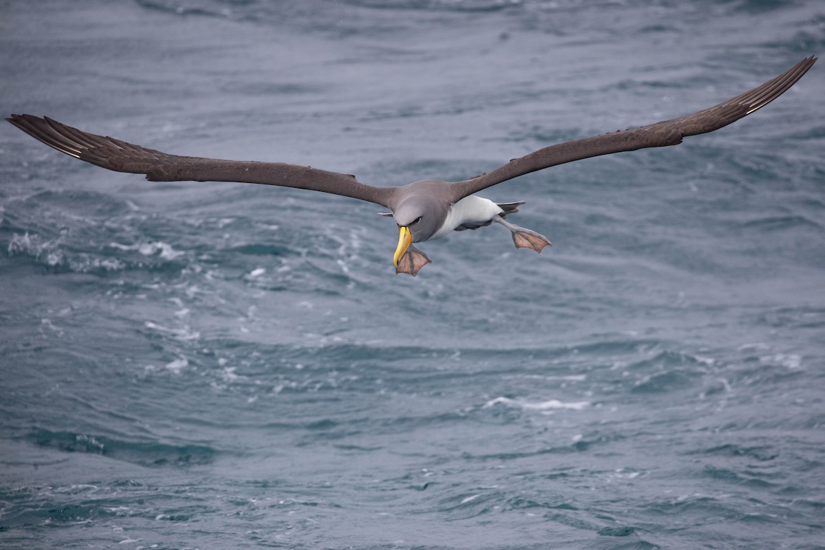 Chatham Albatross - ML318649851