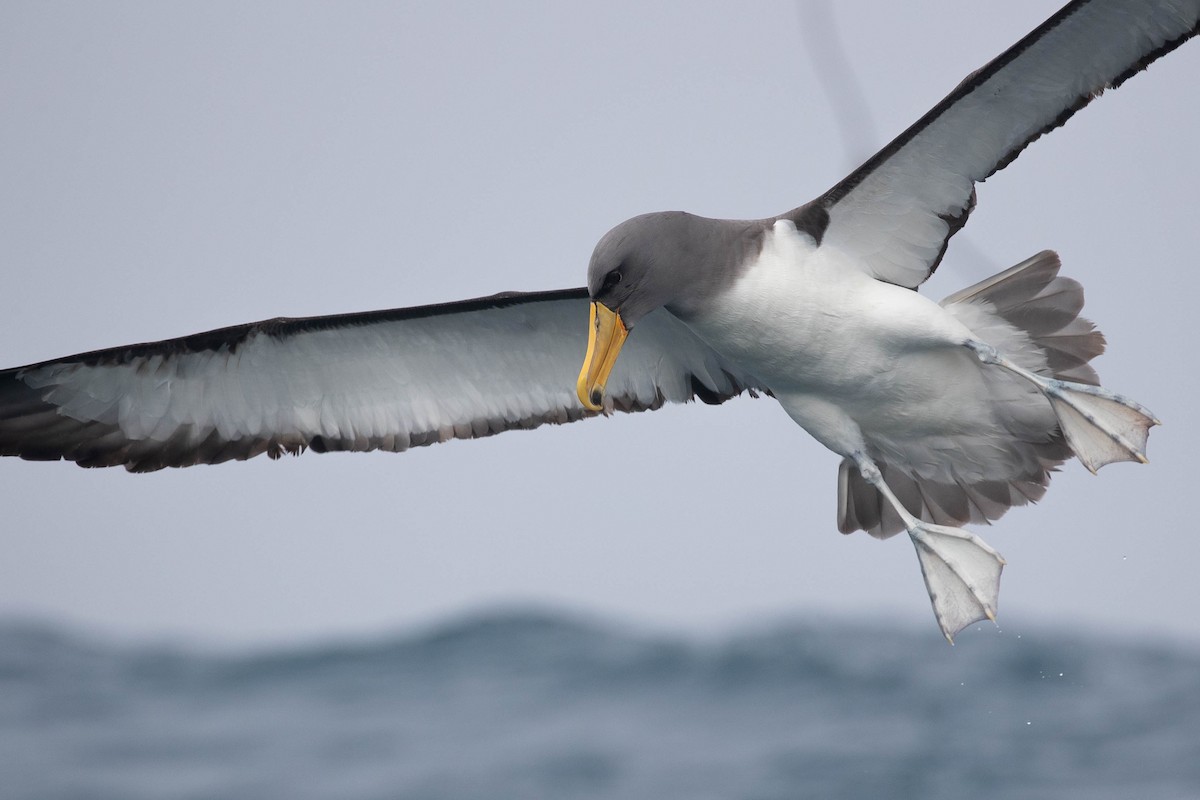 Chatham Albatross - ML318649921