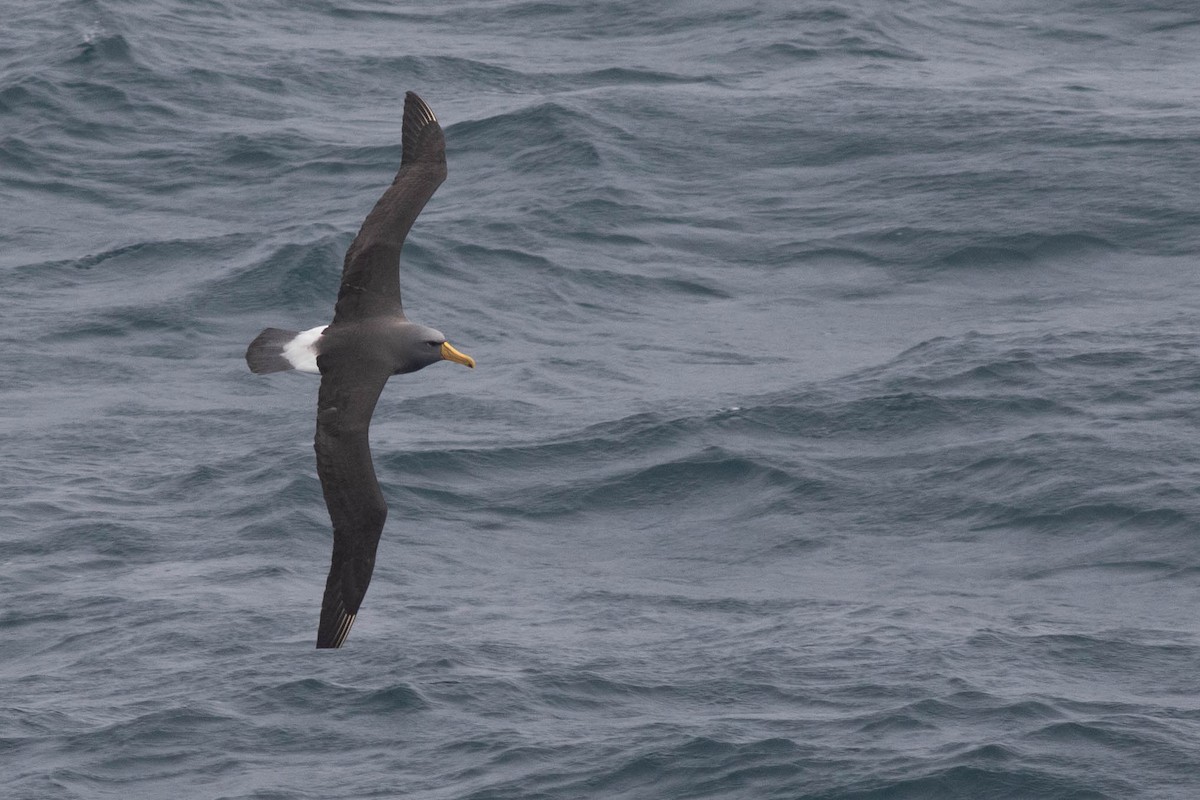 Chatham Albatross - Doug Gochfeld