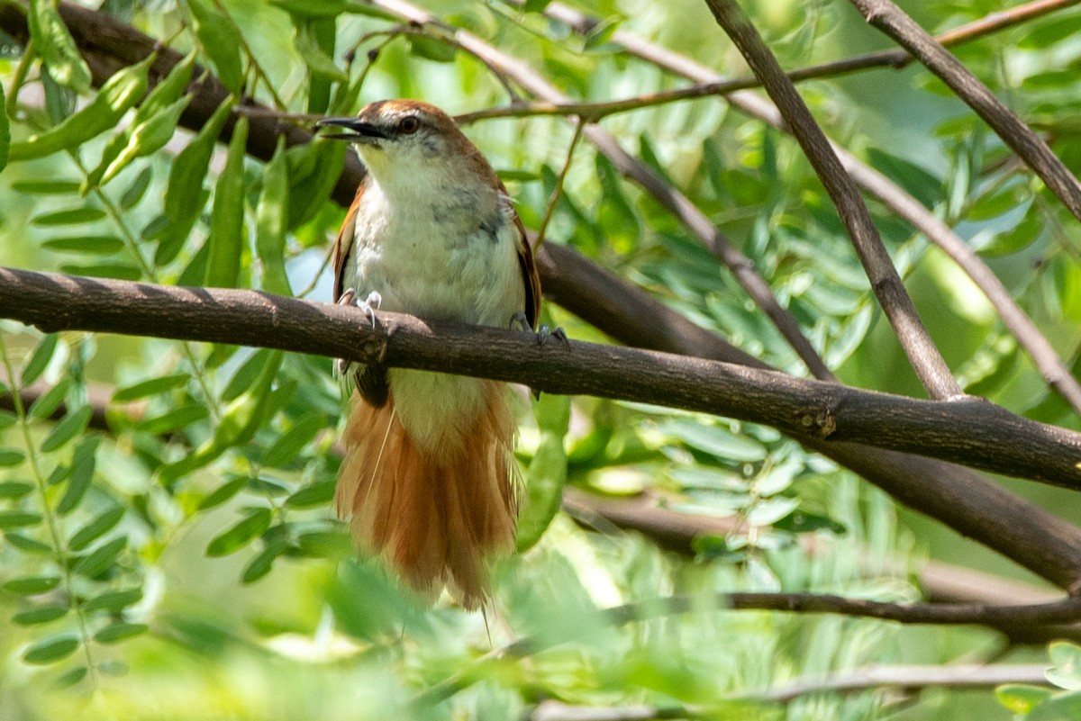 Yellow-chinned Spinetail - ML318650371