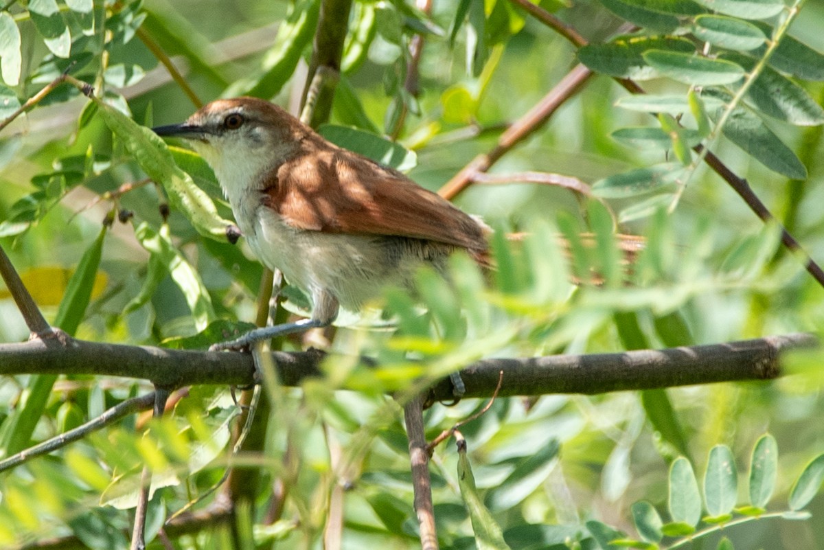 Yellow-chinned Spinetail - ML318650381