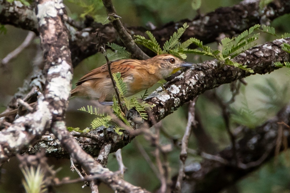 Chotoy Spinetail - Mery Haro