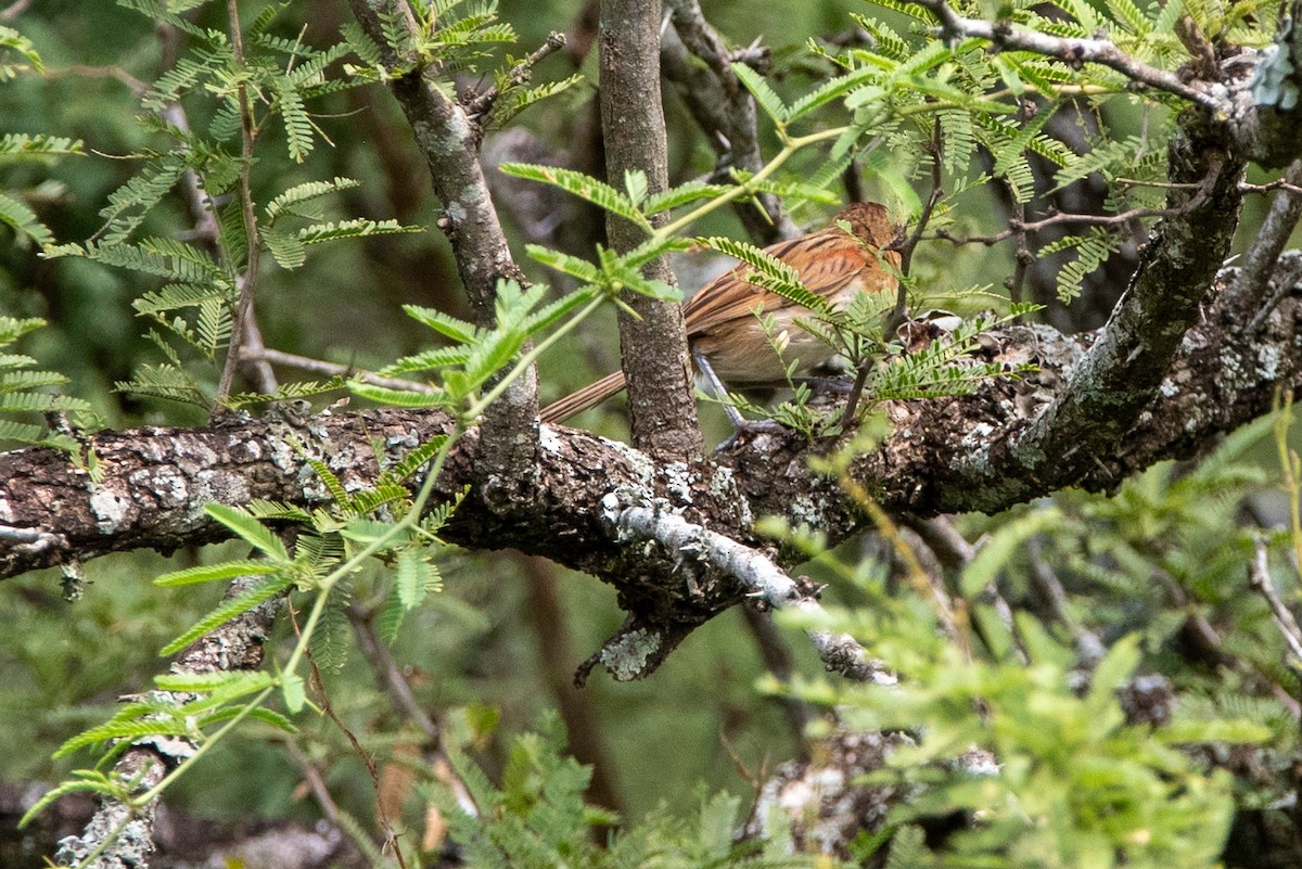 Chotoy Spinetail - ML318650601