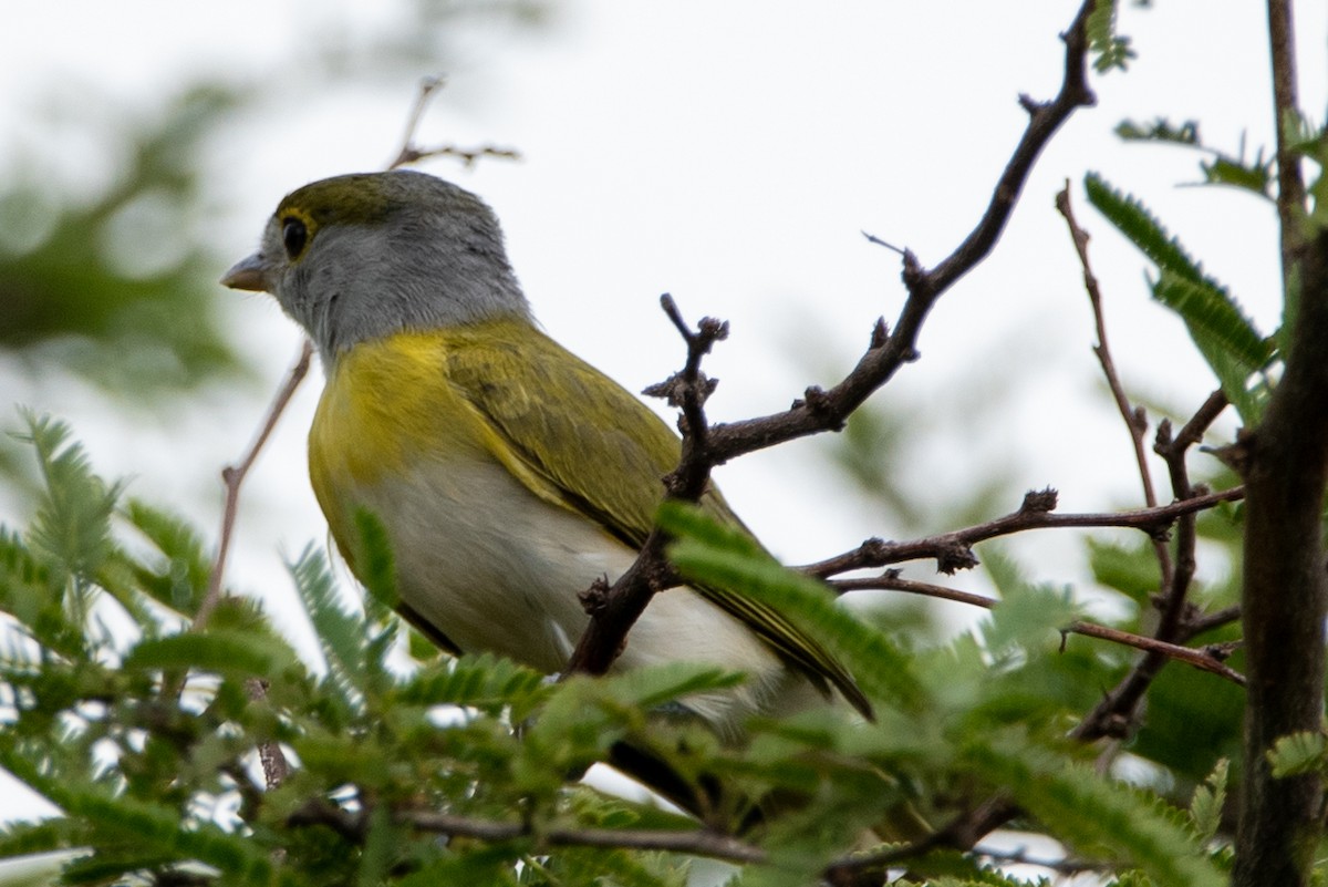 Green-backed Becard - Mery Haro