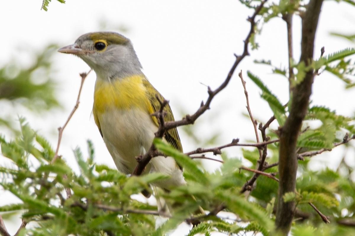 Green-backed Becard - Mery Haro