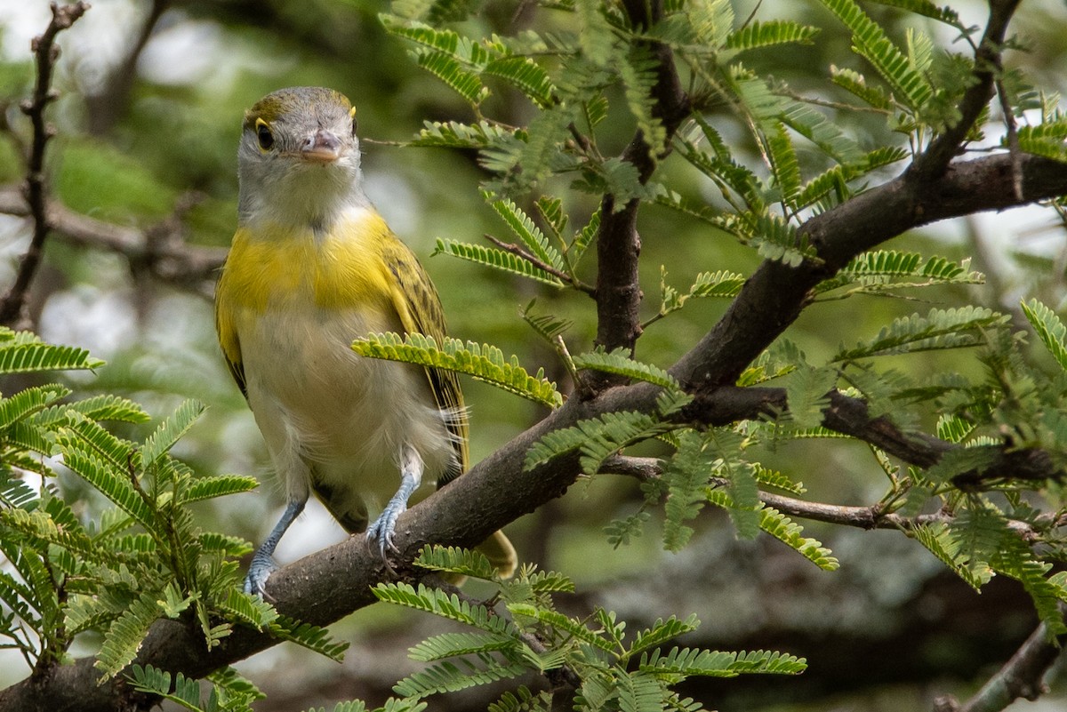 Green-backed Becard - ML318650871