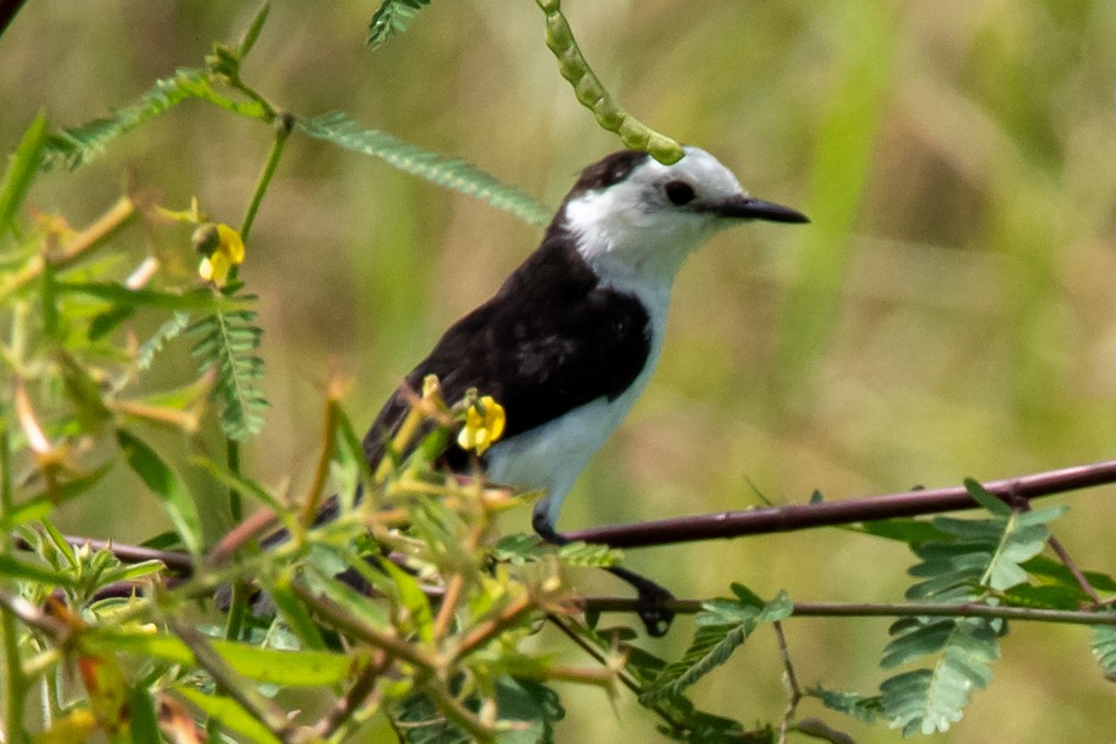 Black-backed Water-Tyrant - ML318651101