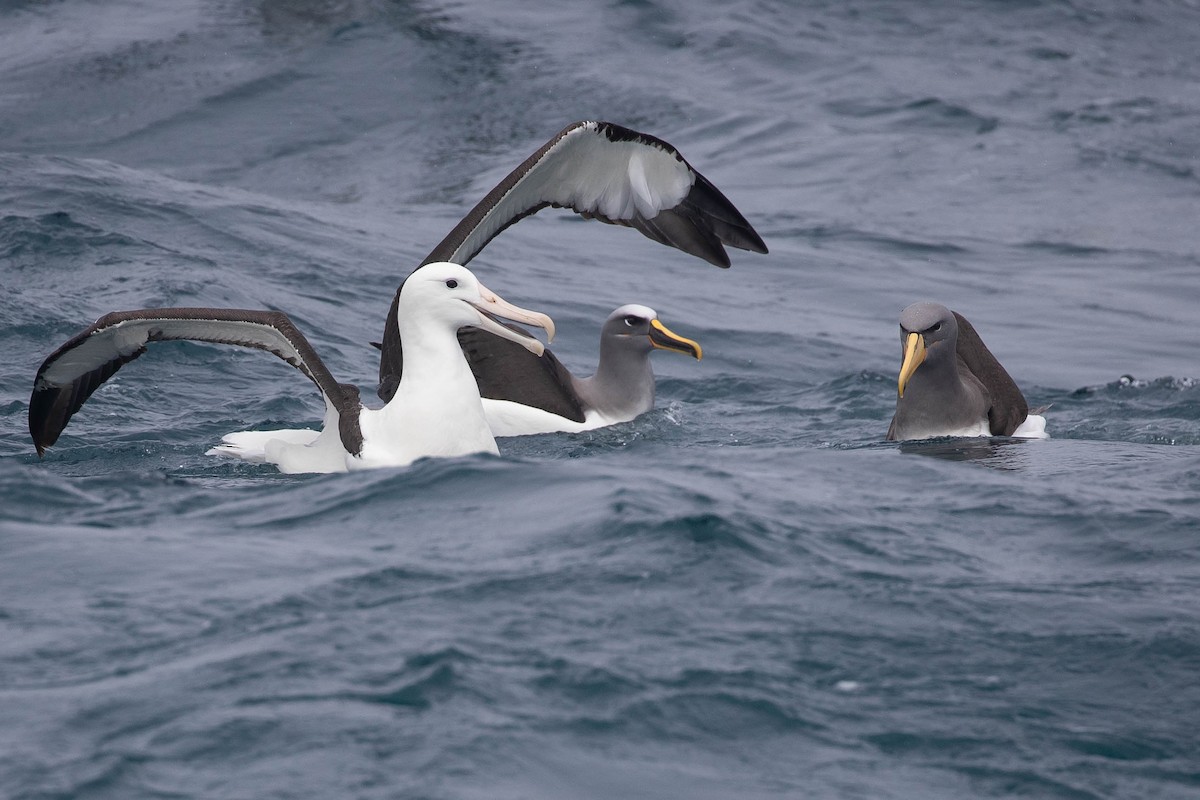 Northern Royal Albatross - ML318651311