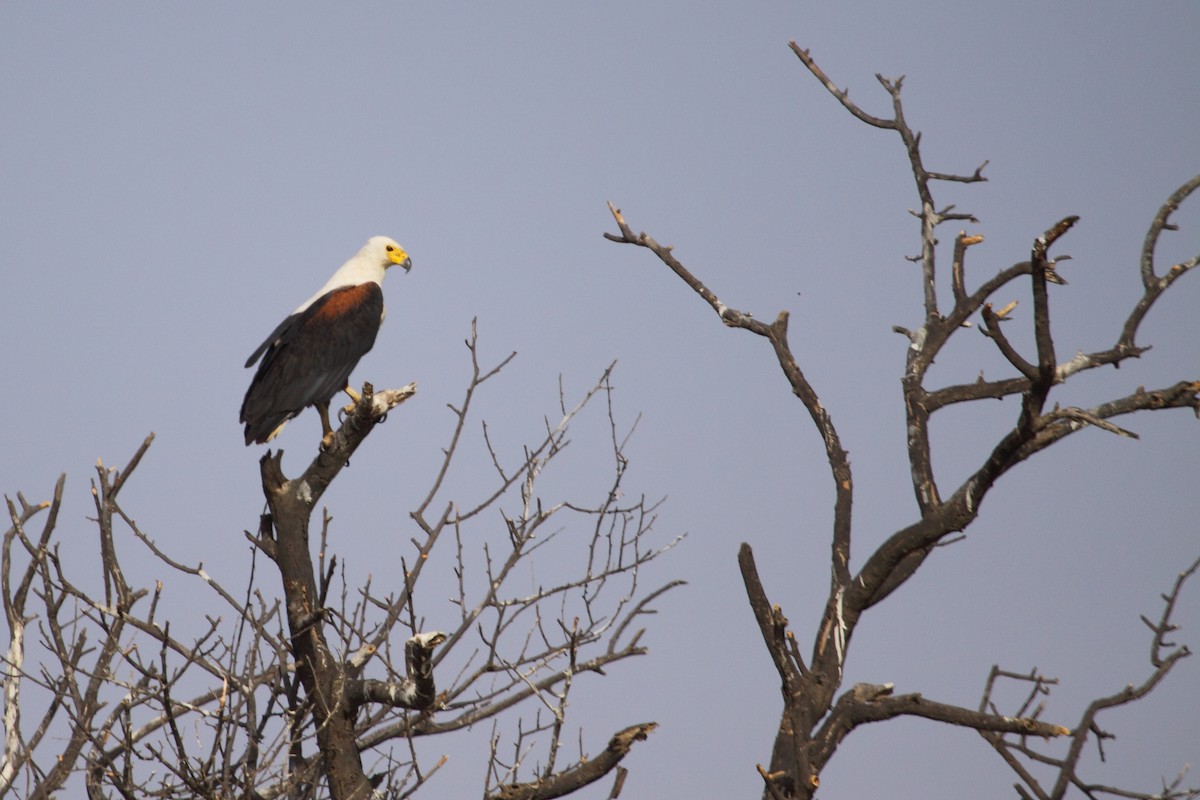 African Fish-Eagle - ML318651371