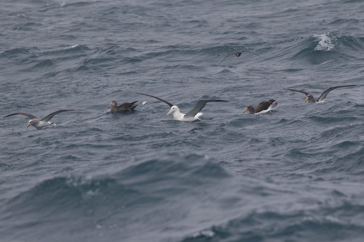 Northern Giant-Petrel - ML318651511