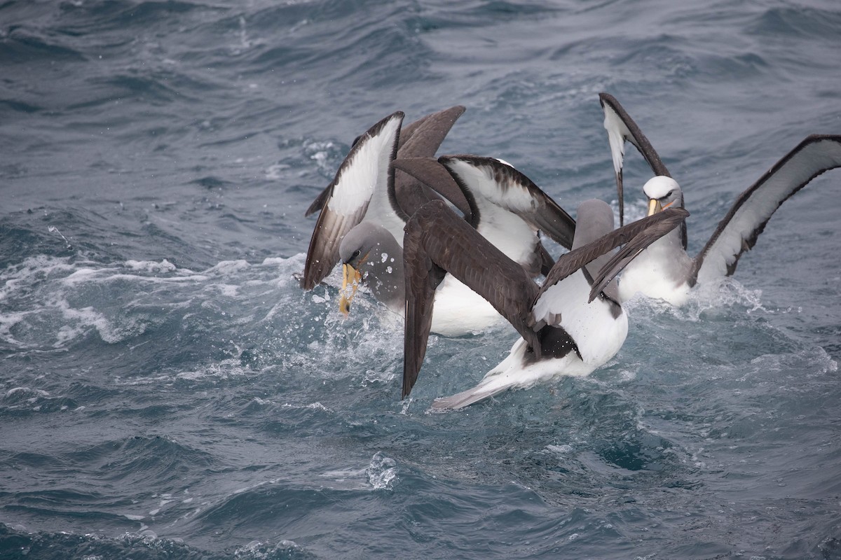 albatros chathamský - ML318651571