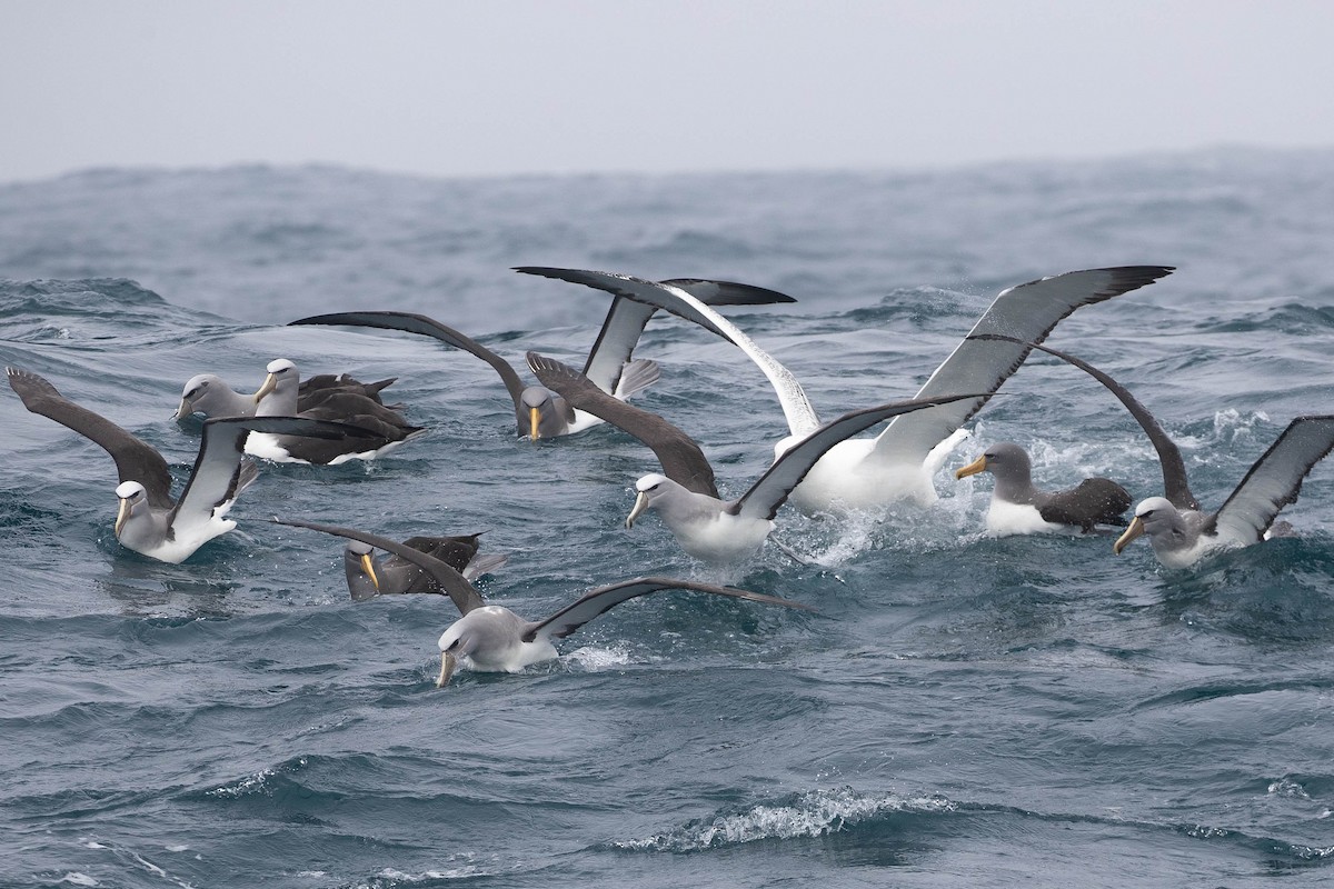 Salvin's Albatross - ML318651621