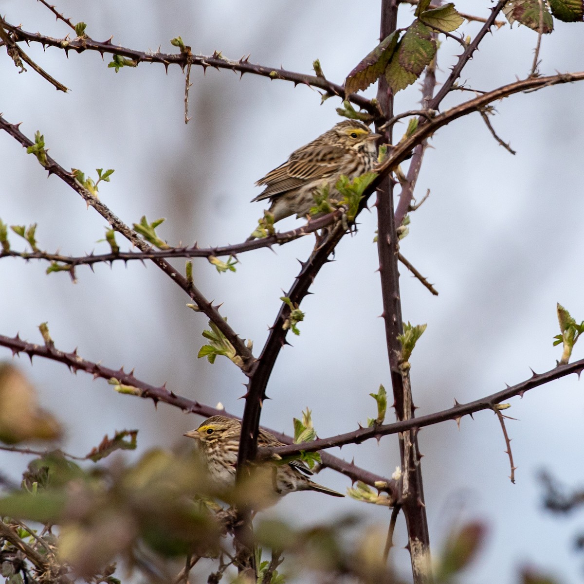 Savannah Sparrow - ML318651761