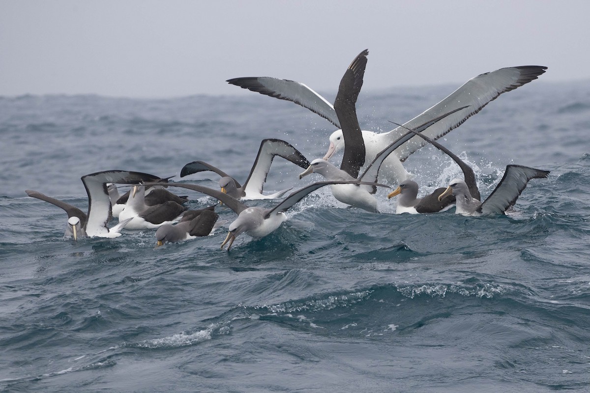 Northern Royal Albatross - ML318651871