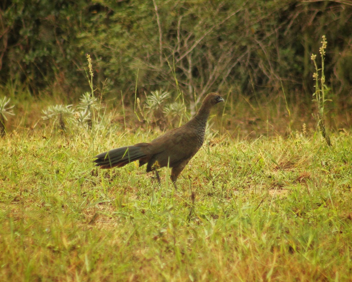 Scaled Chachalaca - Guillermo Andreo