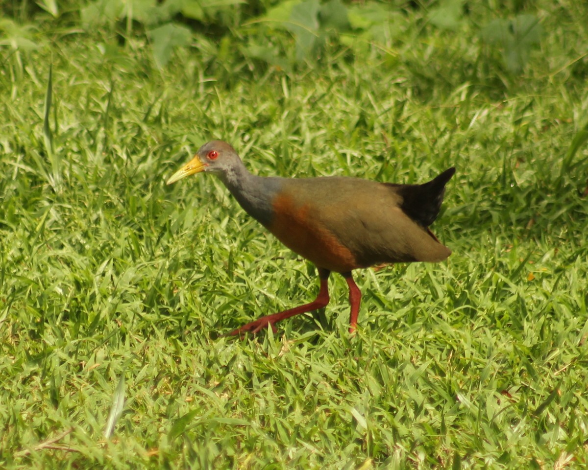 Gray-cowled Wood-Rail - Guillermo Andreo