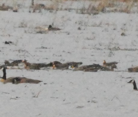 Greater White-fronted Goose - ML318659651