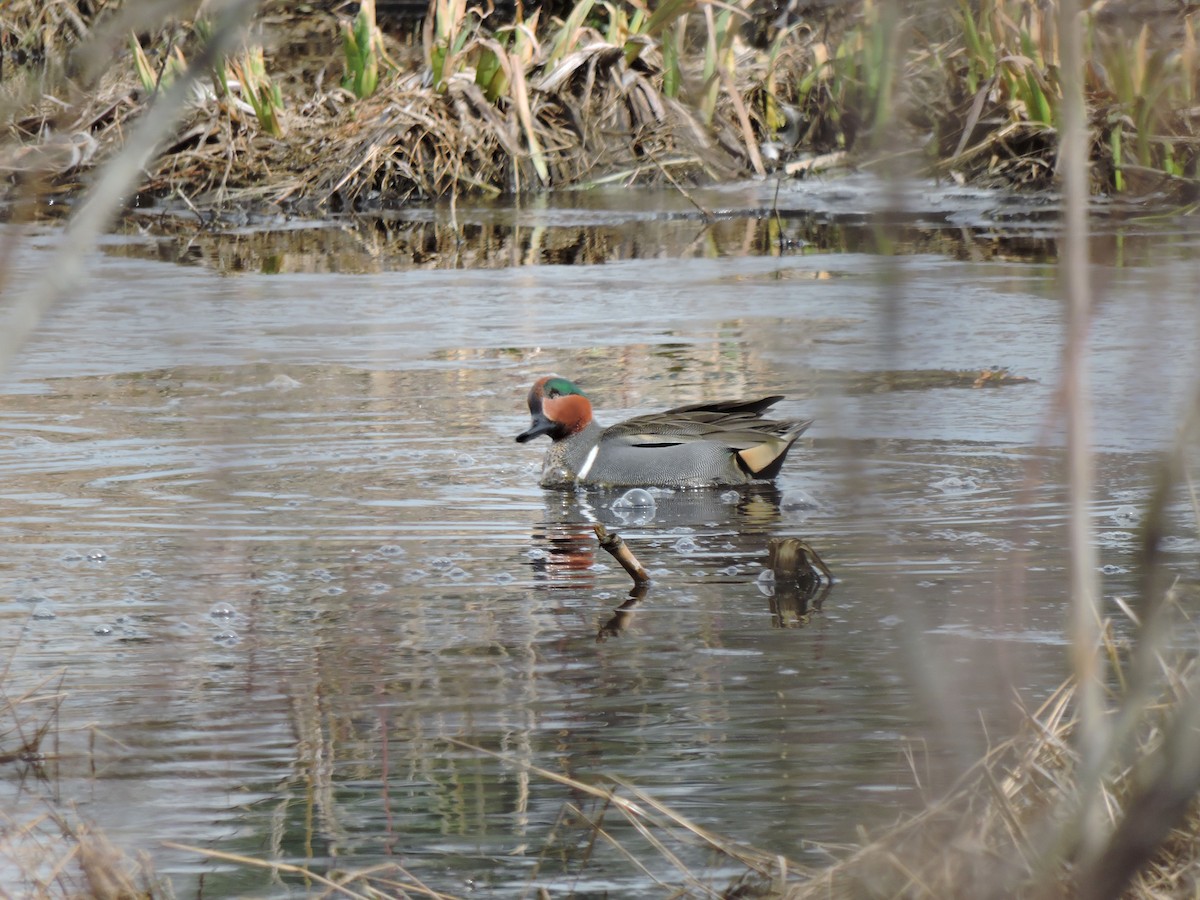 Ногоохон нугас - ML318660801