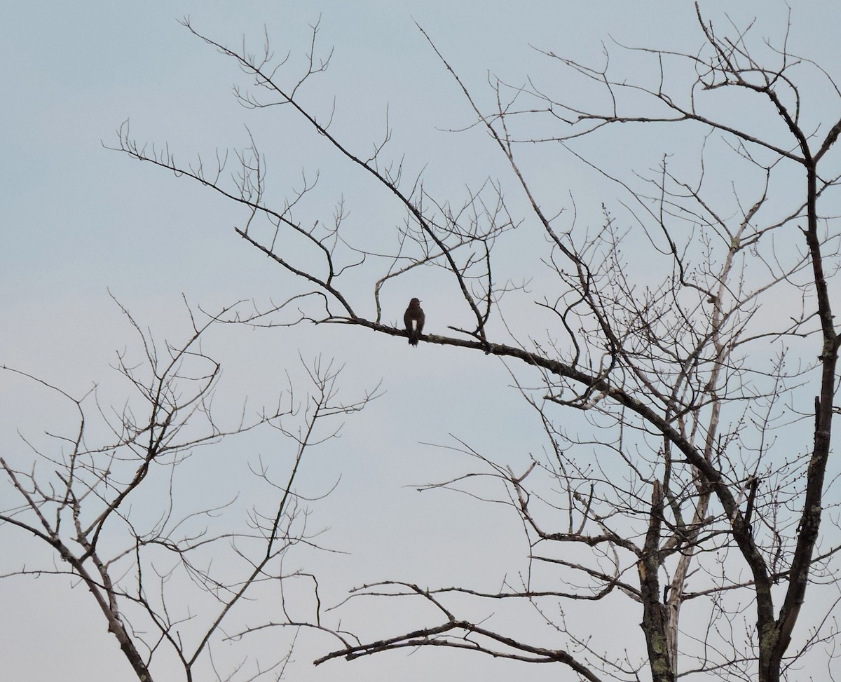Northern Flicker - ML318660871