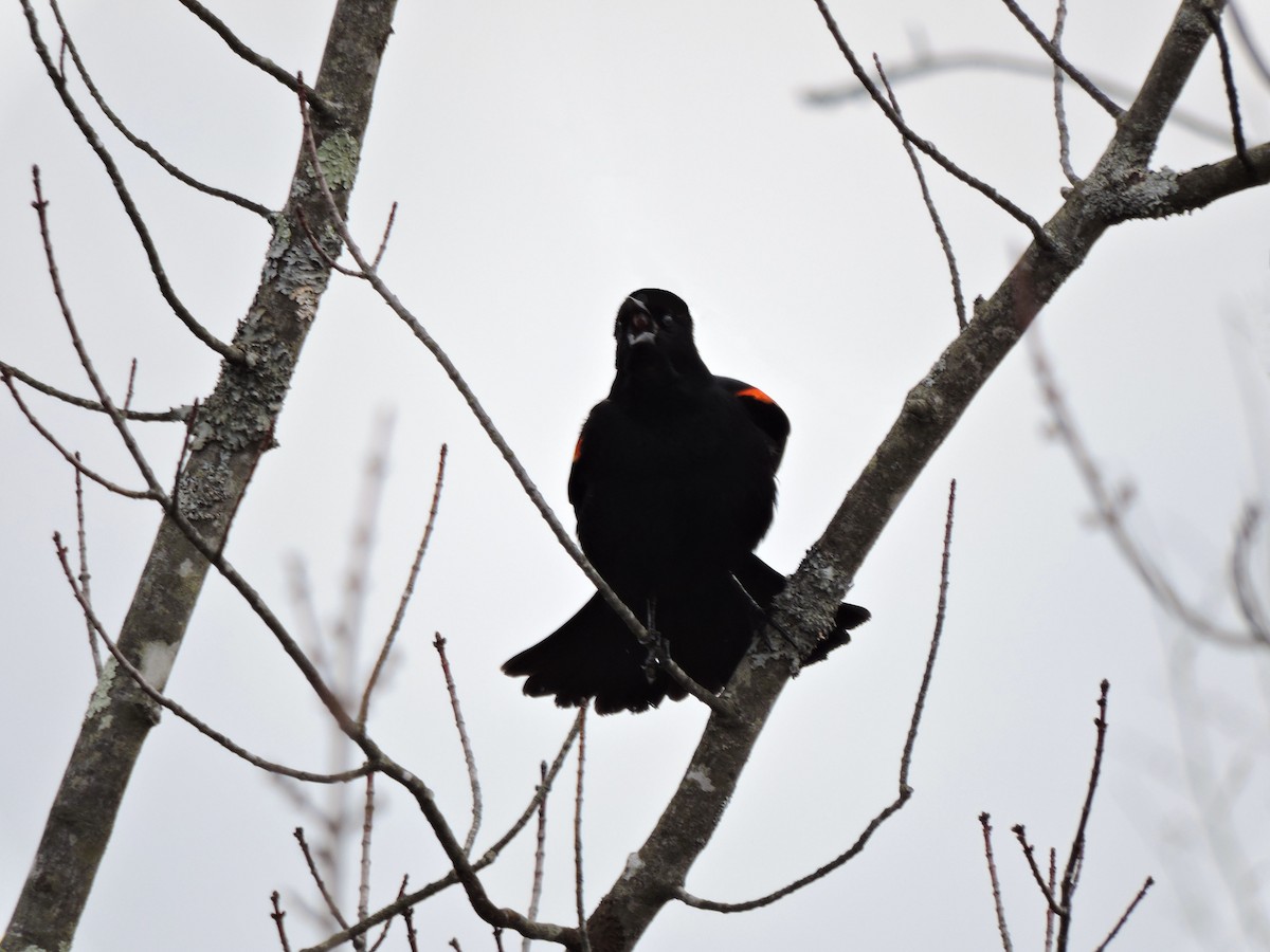 Red-winged Blackbird - ML318661101