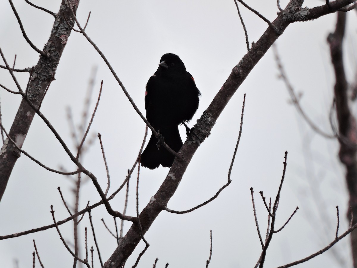 Red-winged Blackbird - ML318661111