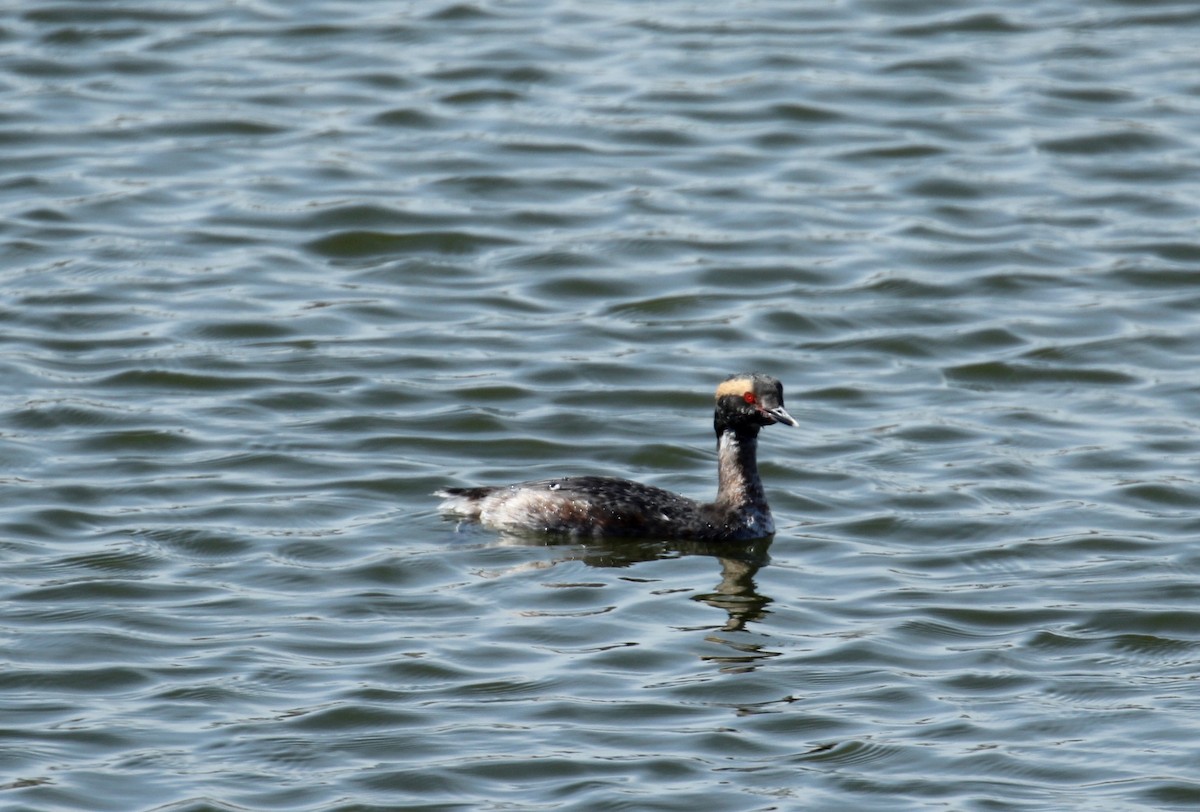 Horned Grebe - ML318661761