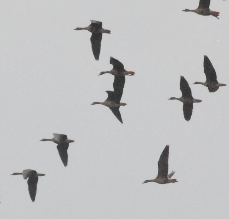 Greater White-fronted Goose - ML318662081