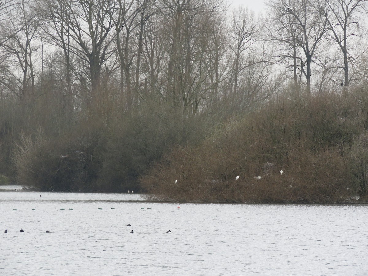 Little Egret - Lee Evans