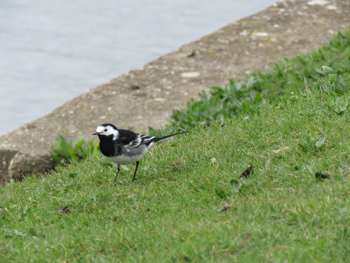 White Wagtail (British) - Lee Evans