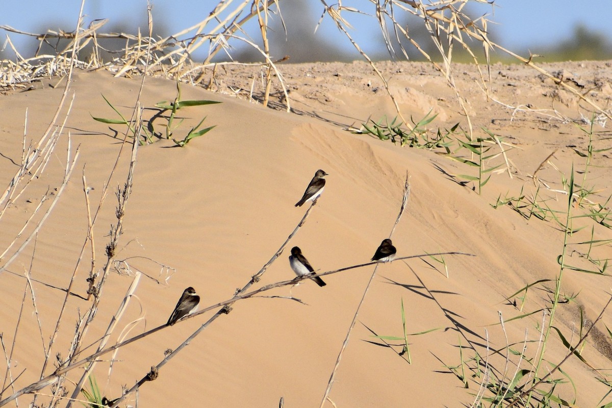 Northern Rough-winged Swallow - Paul Nelson