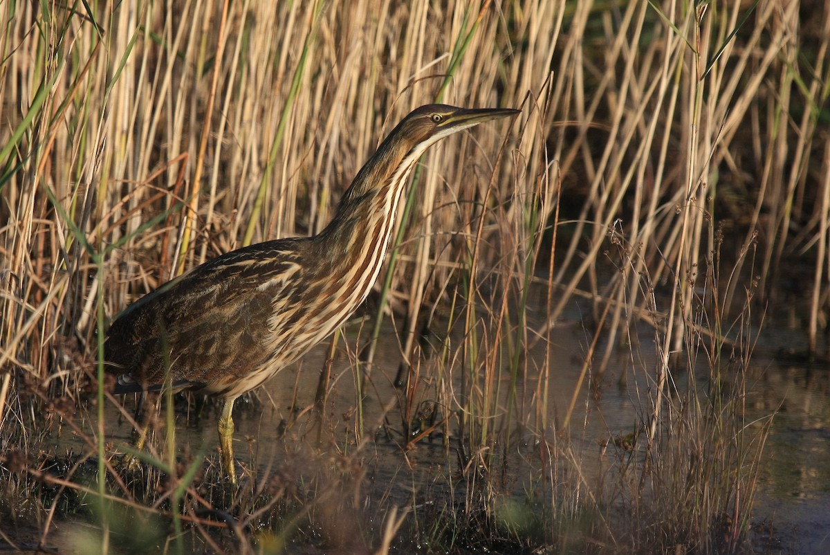 American Bittern - Tim Lenz