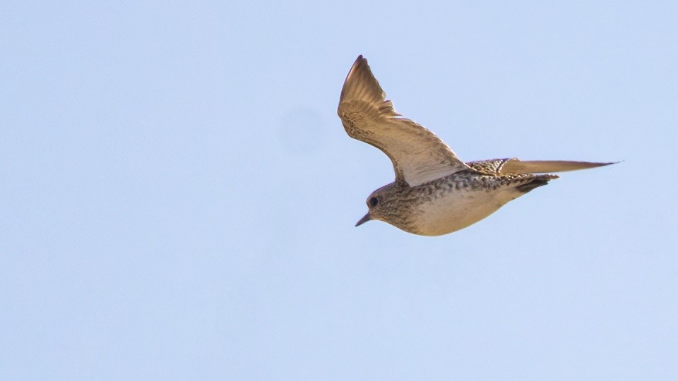 European Golden-Plover - Lukasz Ifczok