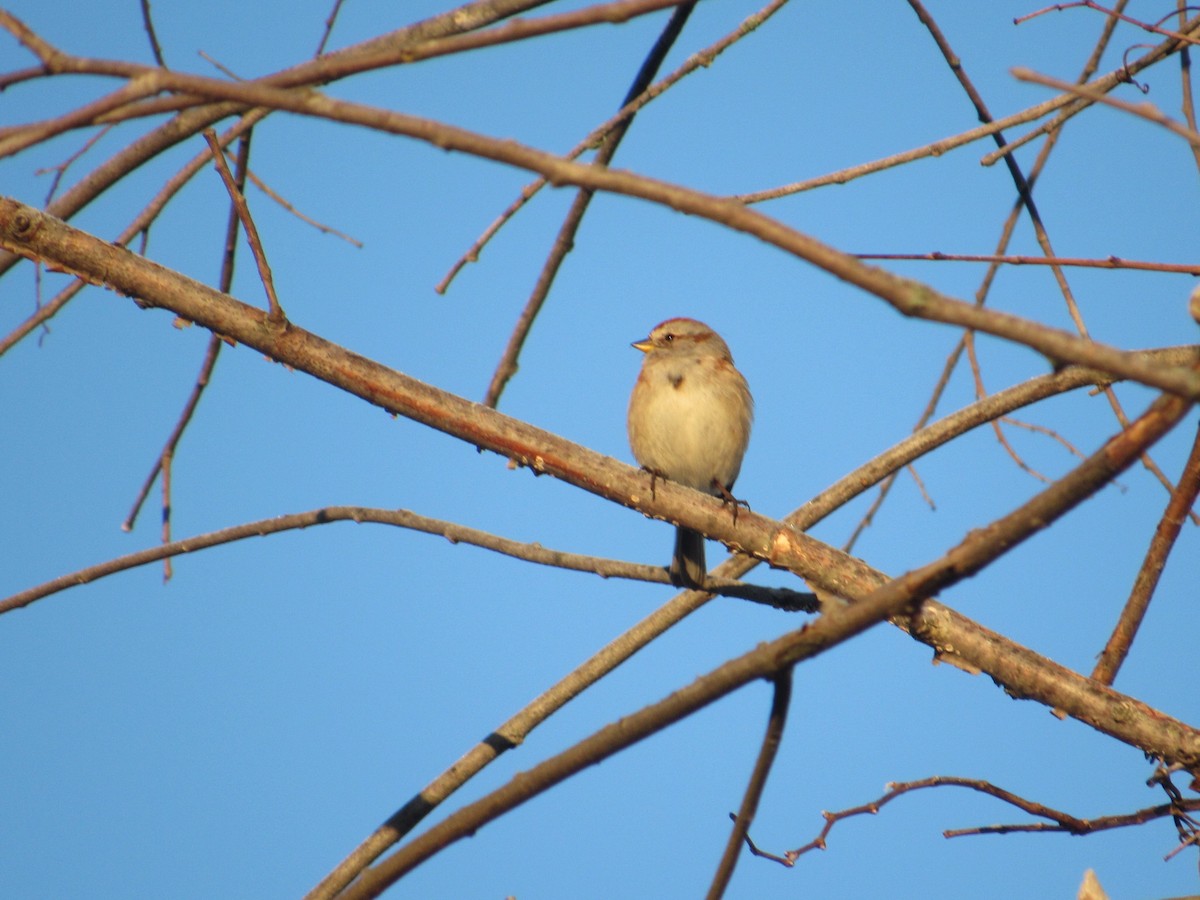 American Tree Sparrow - ML318667001