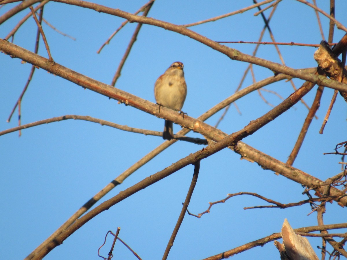 American Tree Sparrow - ML318667021