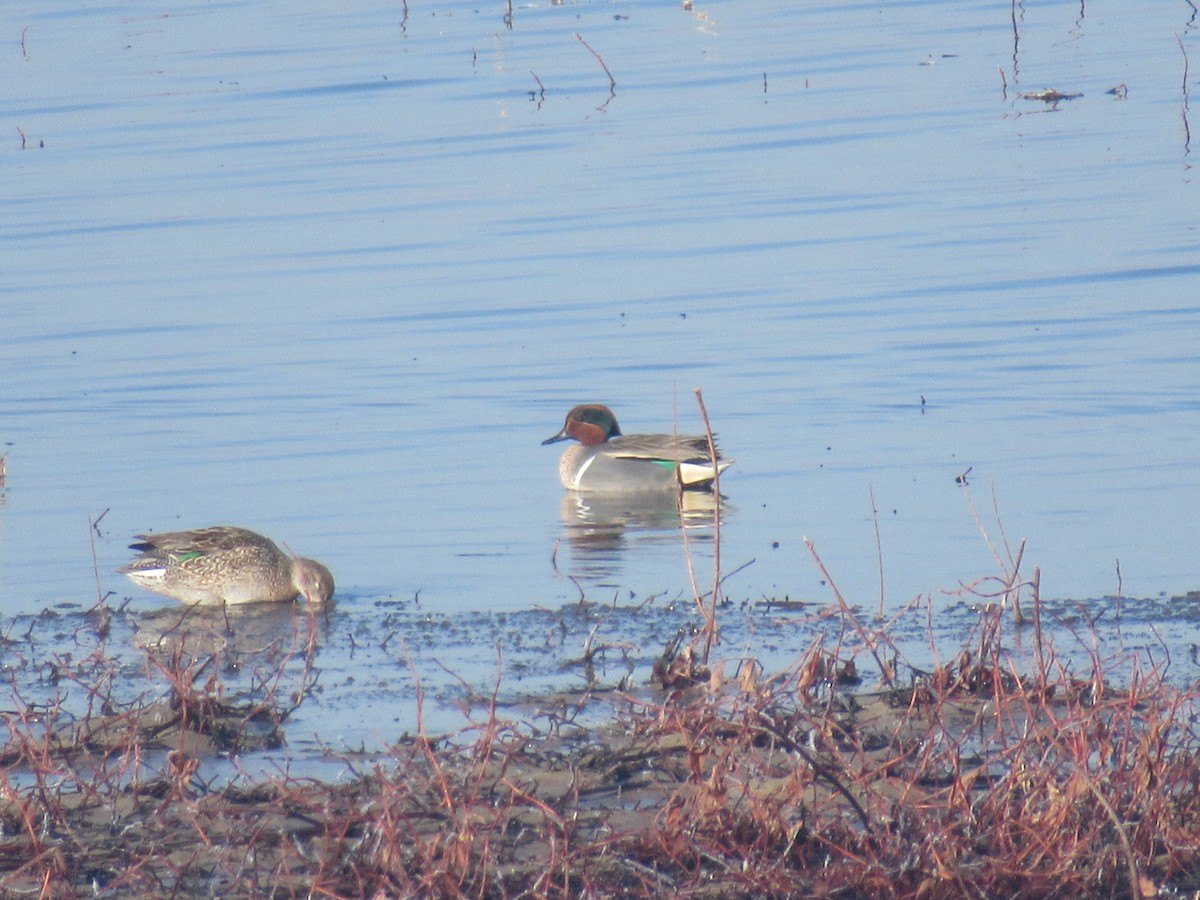 Green-winged Teal - ML318667041