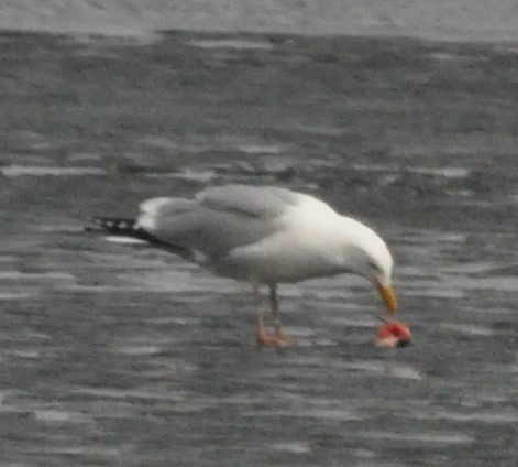 Herring Gull - ML318667591