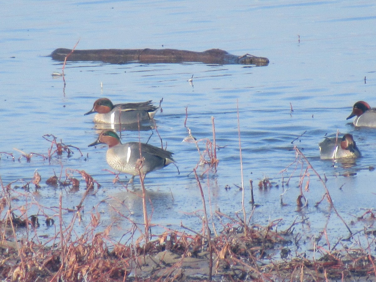 Green-winged Teal - ML318667691